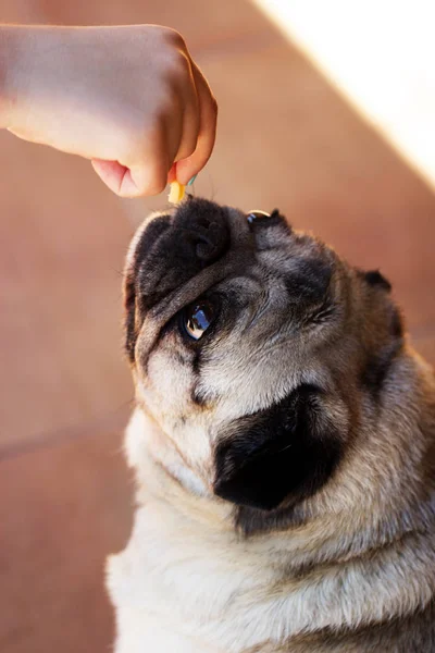Gıda ile pug.