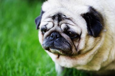Pug köpek bir bahçede açık havada. güzel komik beyaz portresi