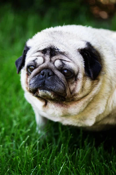 Собака мопс на відкритому повітрі в саду. портрет прекрасного смішного білого — стокове фото