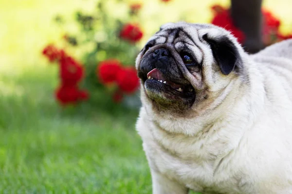 A pug dog outdoors in a garden. portrait of a lovely funny white