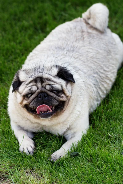 A pug dog outdoors in a garden. portrait of a lovely funny white — Stock Photo, Image