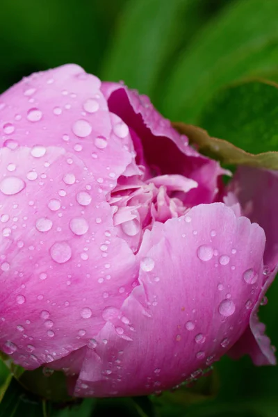 Detail poupě růžové pivoňky s kapky rosy v zahradě — Stock fotografie