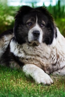 Yetişkin Kafkas çoban köpeği.