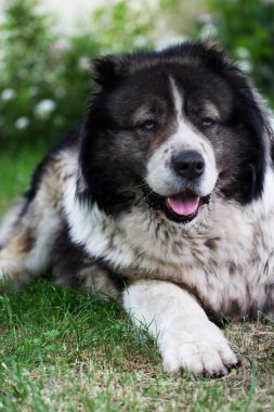 Yetişkin Kafkas çoban köpeği.