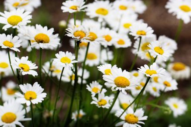  Yaz çiçekleri. Güzel çayır. Yaz arka planı
