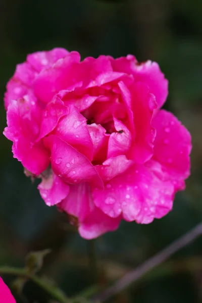 Detailní záběr růžové růže Jarní květina. Jarní květinové pozadí — Stock fotografie