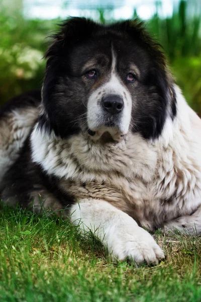 Volwassen Kaukasische owcharka. — Stockfoto