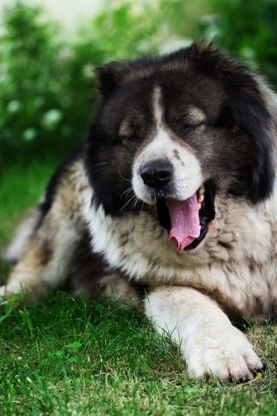 Yetişkin Kafkas çoban köpeği. — Stok fotoğraf