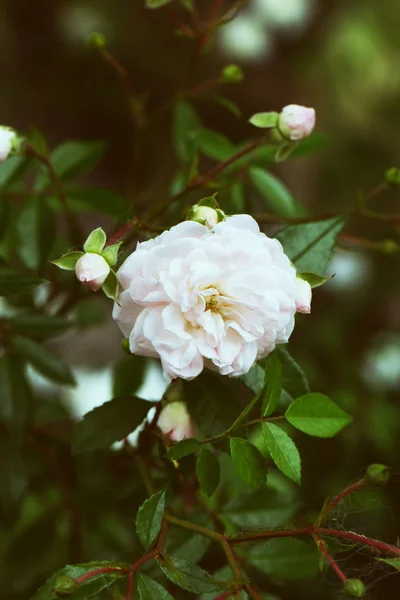 Detailní záběr růžové růže Jarní květina. Jarní květinové pozadí — Stock fotografie