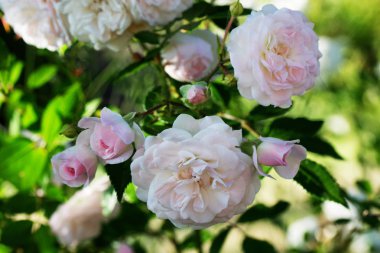  Bahar çiçek pembe gül. Pembe Gül bahar çiçek closeup.
