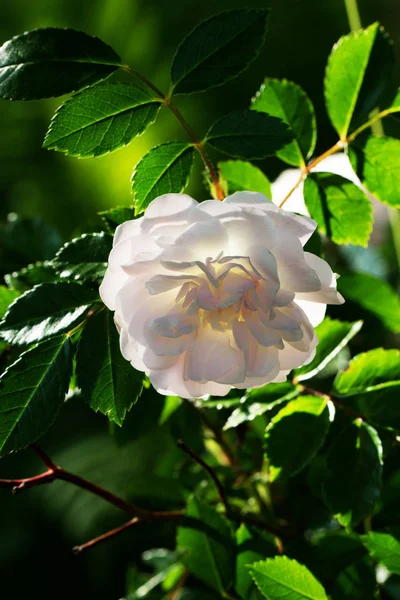 Tavaszi virág pink Rose. Vértes rózsaszín rózsa tavaszi virág. — Stock Fotó