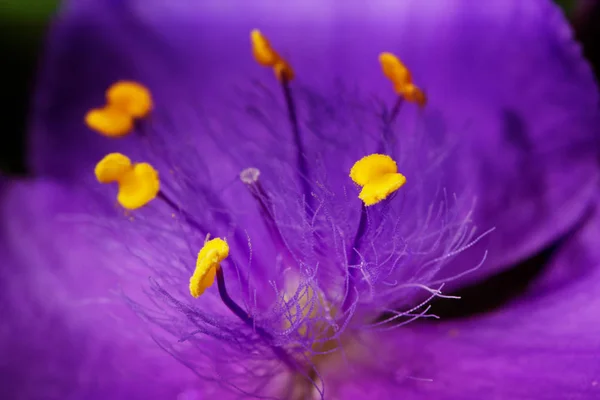 Fleurs violettes dans un jardin — Photo