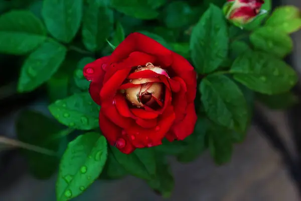 Blomma ros med vatten droppar regn på grön bakgrund blomma — Stockfoto