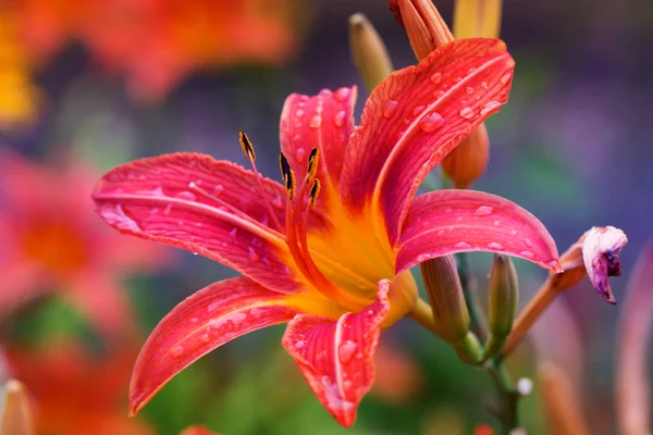 Lilly flores com gotas de água close-up . — Fotografia de Stock