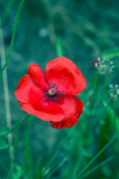 Coquelicot rouge solitaire sur champ de mauvaises herbes vertes . — Photo