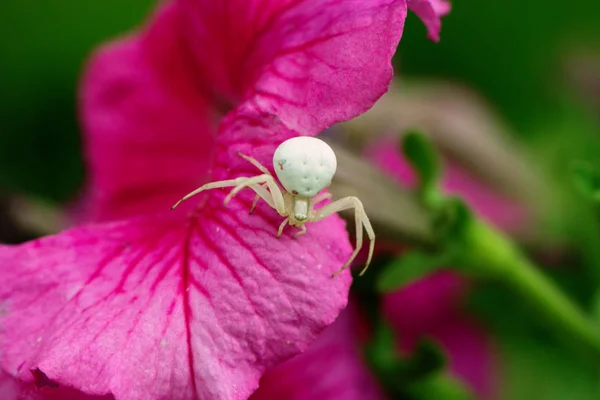 Crab spider/flower spider. Spider Misumena vatia on a pink flowe — Stock Photo, Image