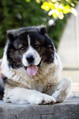 Kafkas çoban bir büyük bekçi köpeği. 