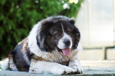 Kafkas çoban bir büyük bekçi köpeği. 