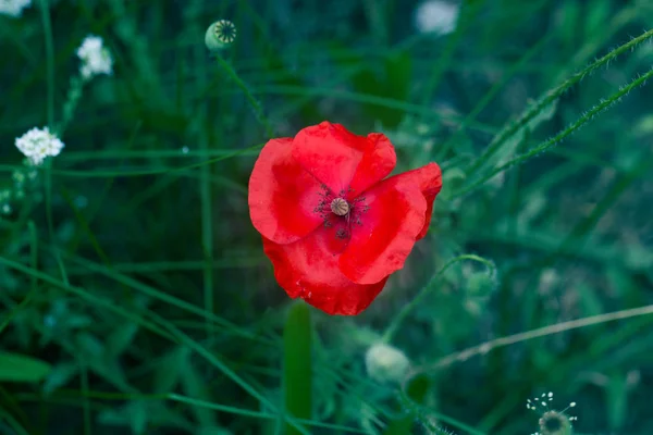 Amapola roja solitaria en campo de malas hierbas verde . —  Fotos de Stock