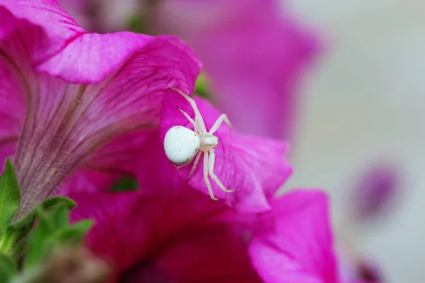 Krabbenspinne / Blumenspinne. Spinne misumena vatia auf rosa Flowe — Stockfoto