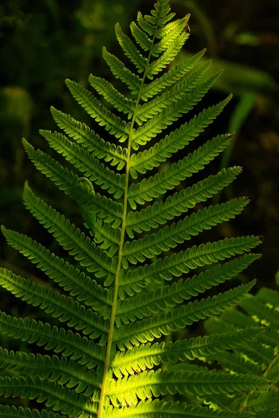 森林里阳光下的蕨类植物 — 图库照片