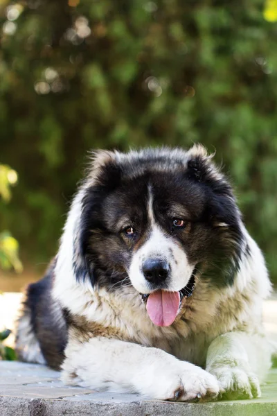 Kaukasische Herder een grote waakhond. — Stockfoto