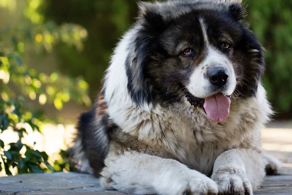 Kaukázusi juhászkutya egy nagy őr kutya. — Stock Fotó