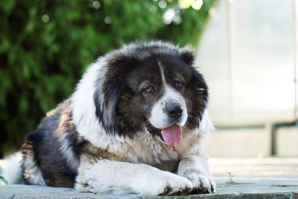 Caucasian Shepherd a large guard dog. — Stock Photo, Image