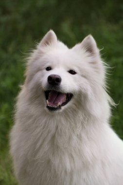 Samoyed köpek yeşil çimenlerin üzerinde