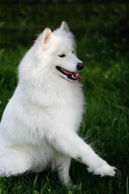 Samoyed köpek yeşil çimenlerin üzerinde