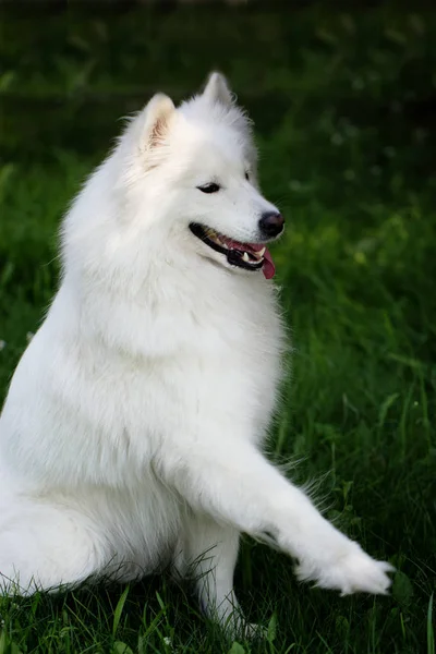 Zöld fű a Szamojéd kutya — Stock Fotó