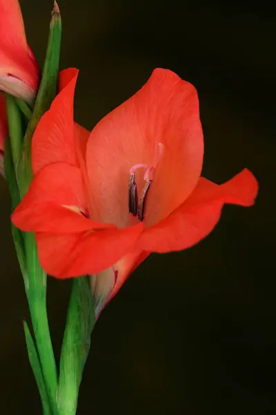 Closeup of pink gladiolus flowers — Stock Photo, Image