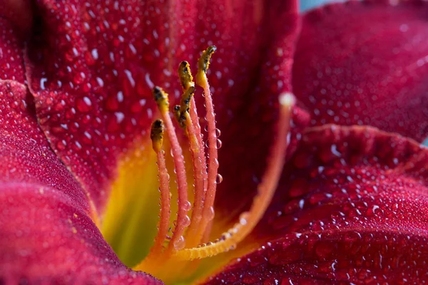 El lirio real floreció en el jardín — Foto de Stock