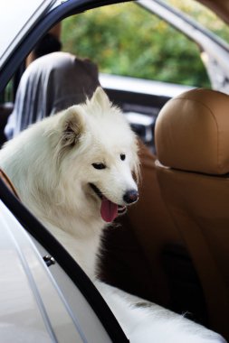 Samoyed köpek bir arabada