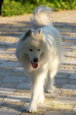Samoyed köpek bir bahçe içinde