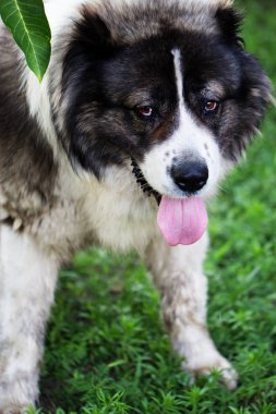 Kafkas çoban bir büyük bekçi köpeği. 