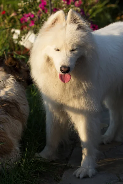 Cane di Samoyed in un giardino — Foto Stock