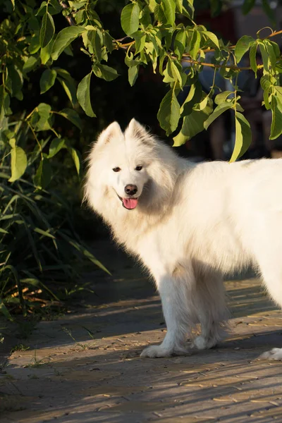 庭のサモエド犬 — ストック写真