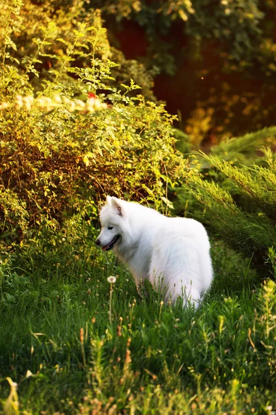 萨摩耶德犬在花园里 — 图库照片