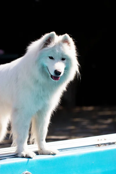 Samoyed köpek bir bahçe içinde
