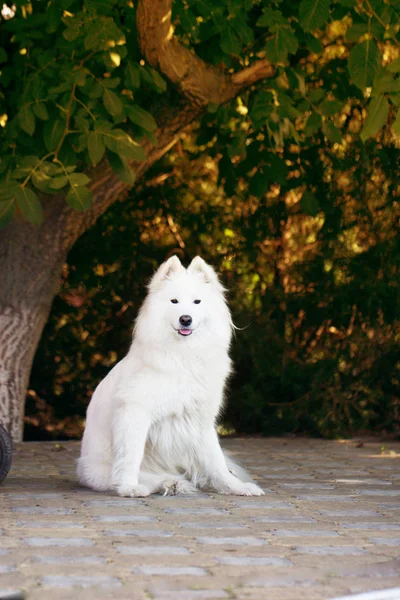 Samojeed hond in een tuin — Stockfoto