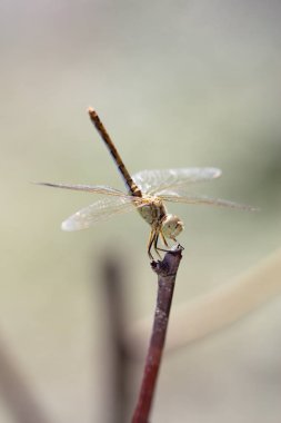 Yakın çekim fotoğraf bir yusufçuk