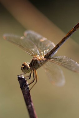 Yakın çekim fotoğraf bir yusufçuk