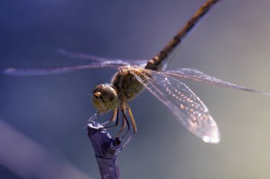 Yakın çekim fotoğraf bir yusufçuk