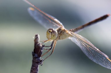 Yakın çekim fotoğraf bir yusufçuk
