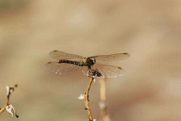 Foto de close-up de uma libélula — Fotografia de Stock