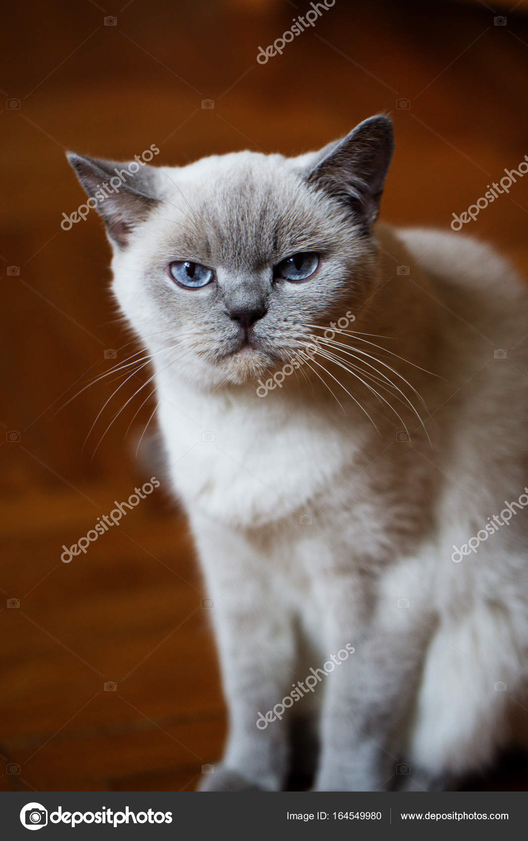 Britische Weiße Katze Mit Blauen Augen Stockfoto