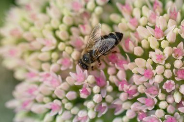 Bahçedeki pembe ve beyaz Bahçe çiçek arıya
