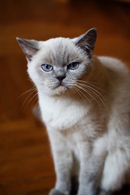 Mavi gözlü İngiliz beyaz kedi