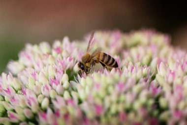 Bahçedeki pembe ve beyaz Bahçe çiçek arıya